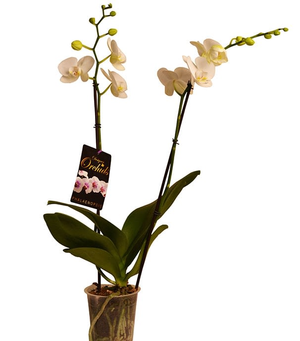 Phalaenopsis – Marlborough Nursery